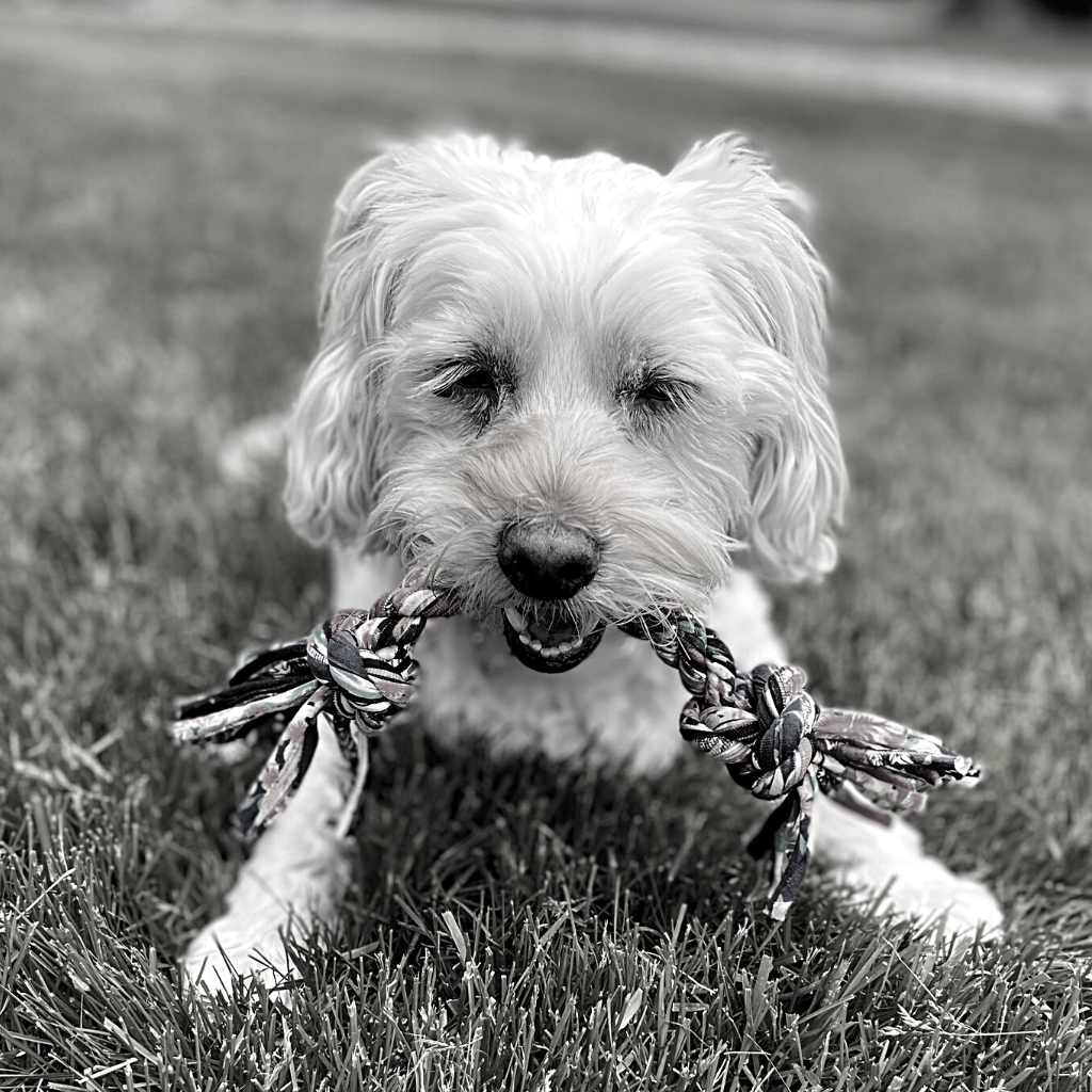 Upcycled Rope Tug with Tennis Ball
