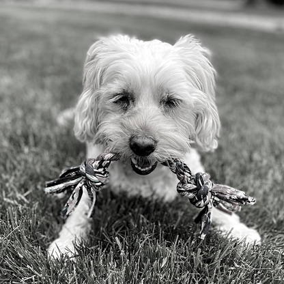 Upcycled Rope Tug with Tennis Ball