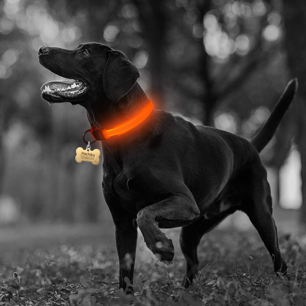Glow Collar 2-Pack